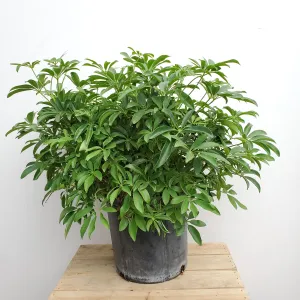 10" arboricola green bush