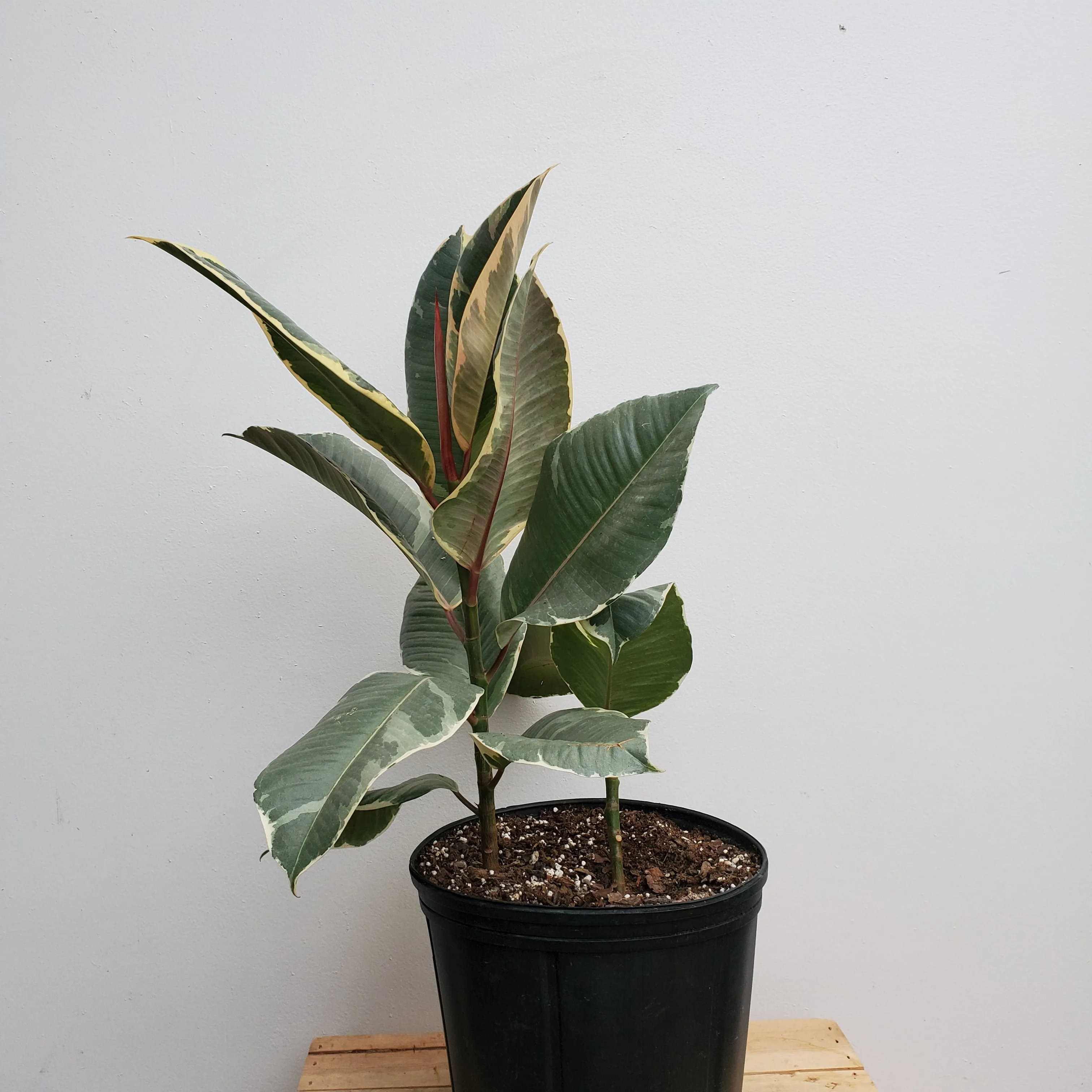 10" ficus tieneke