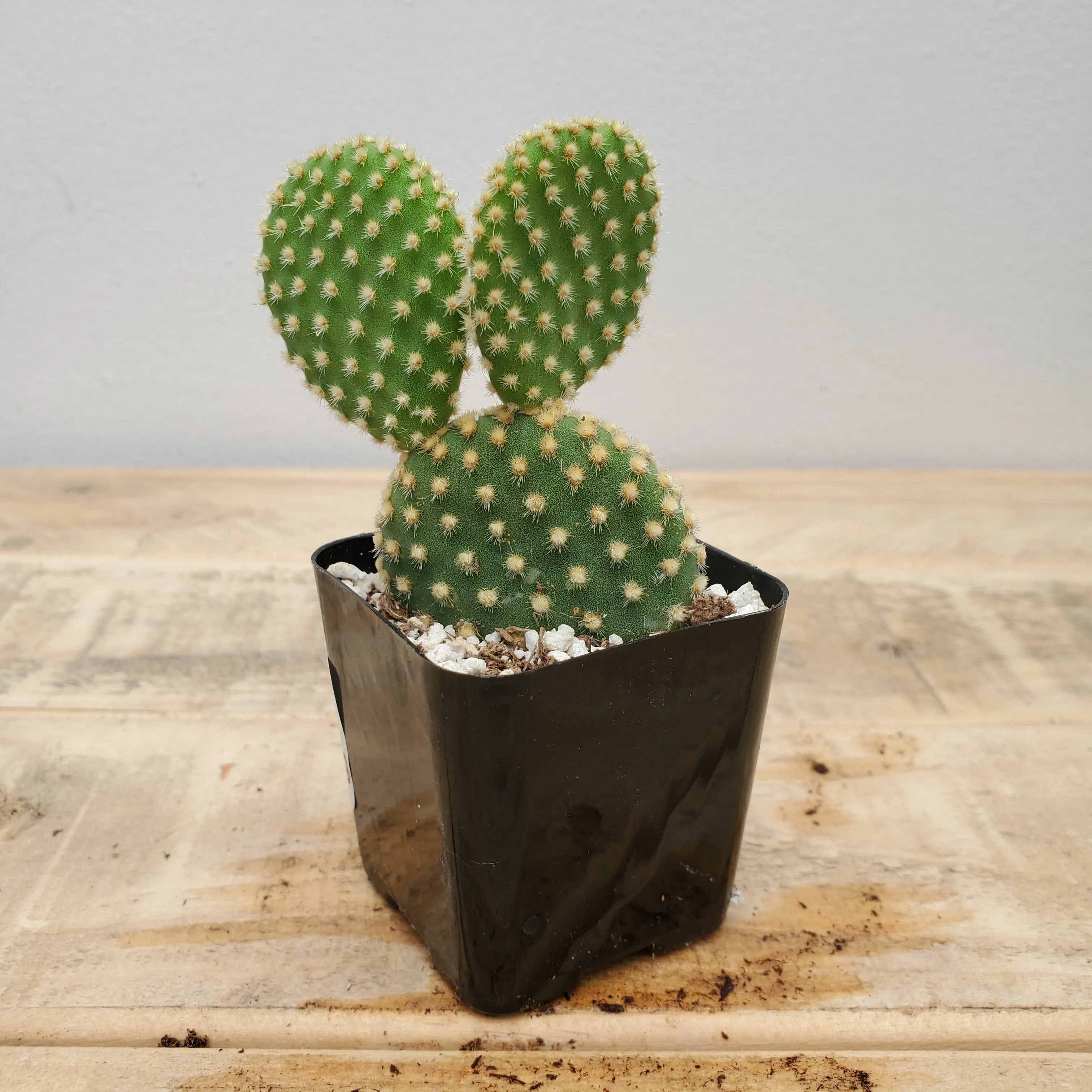 2" opuntia microdasys