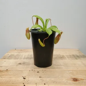 4" nepenthus monkey cups