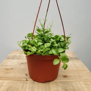 6" dischidia hanging basket