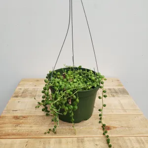 6" string of pearls