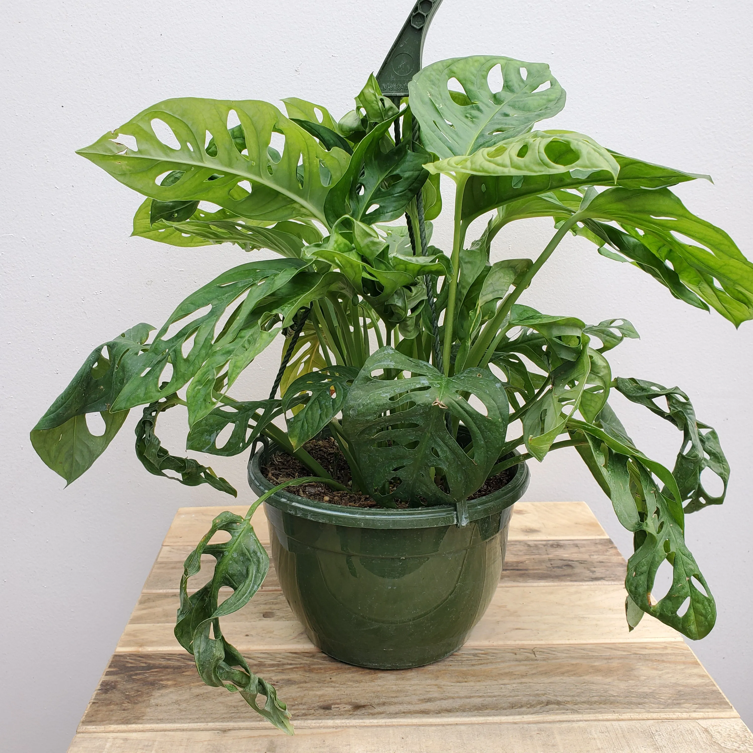 8" monstera swiss cheese